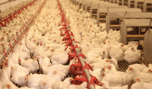 Ukraine poultry export earnings are up by one third, to 2 million