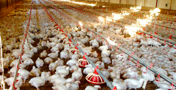 Ukraine exported half a billion dollars worth of chicken meat last
