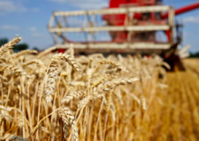 Ukraine harvested 27 million tons of grain from 48% of its sown area as of July 30