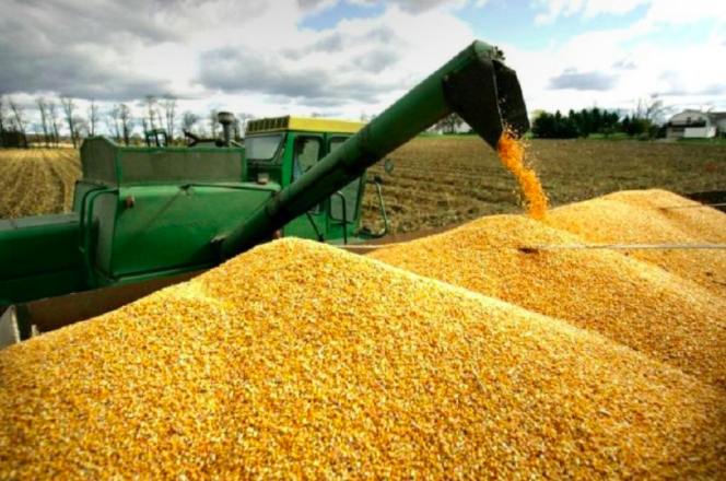 Експорт пшениці виріс на 56% в порівнянні з минулим роком. Станом на п'ятницю Україна експортувала 18 мільйонів тонн проти 11,5 мільйона на аналогічну дату минулого року
