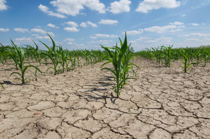 За прогнозами Міністерства сільського господарства США, урожай зернових в Україні в цьому році знизиться на 8% до 64,2 млн тонн.