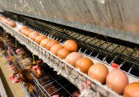 Egg production in Ukraine decreased by 13.5%.