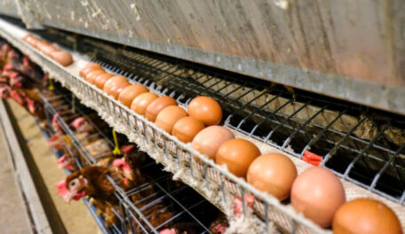 Egg production in Ukraine decreased by 13.5%.