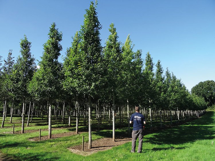 Ukraine planted 240 million trees in 2021.