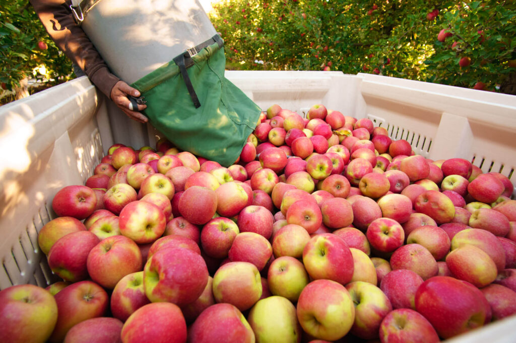 Ukraine's apple exports in 2021 have increased.
