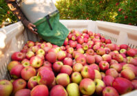 Wzrost eksportu jabłek z Ukrainy w 2021 roku.