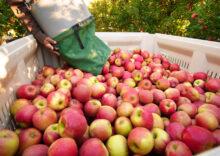 Ukraine’s apple exports in 2021 have increased.