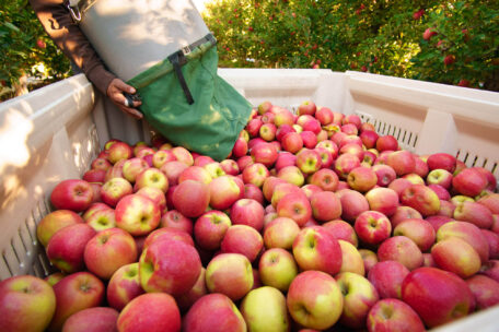 Ukrayna’nın elma ihracatı 2021’de arttı.