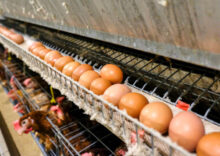 Egg production in Ukraine decreased by 13%.