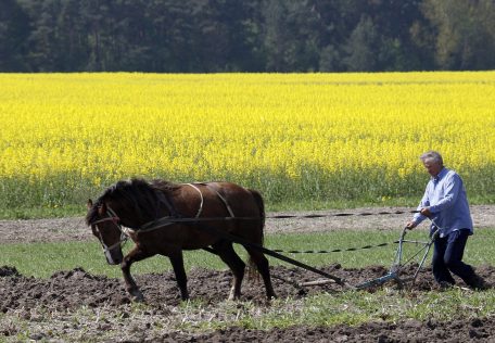Shockingly low farmer participation in the Ukrainian land market.
