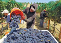 In Ukraine, grape processing increased by 8.5%.