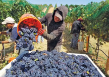 In Ukraine, grape processing increased by 8.5%.