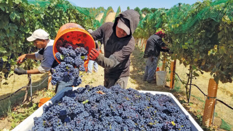 En Ucrania, el procesamiento de uva aumentó un 8,5%.
