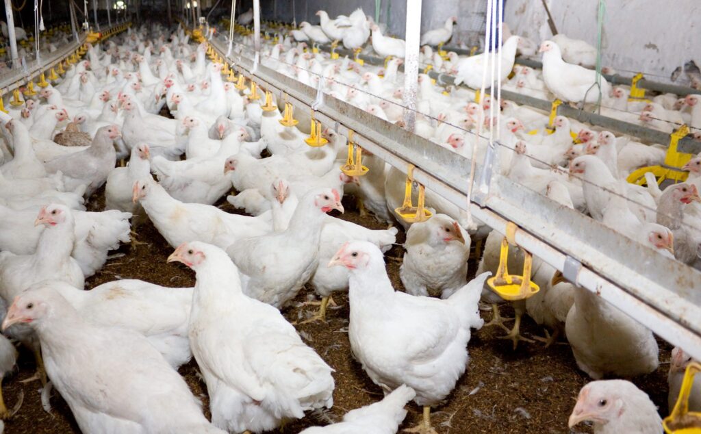 The EU has lifted restrictions on imports of poultry products.