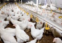 The EU has lifted restrictions on imports of poultry products.