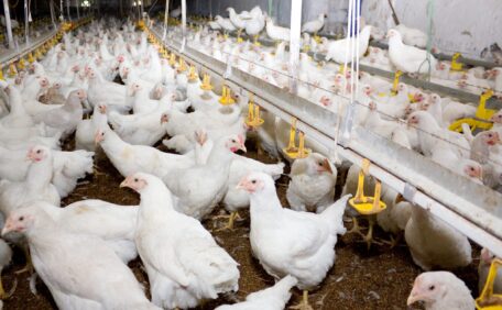 ЕС снял ограничения на импорт продуктов из мяса птицы.