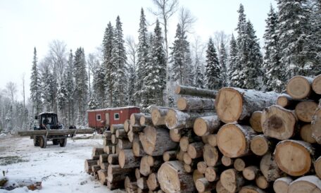 L’UEE a vendu 3,1 millions de mètres cubes de bois non transformé.