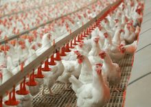 Ukraine increased poultry exportation in 2021.