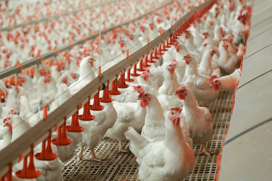 Ukraine increased poultry exportation in 2021.