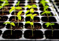  Huit usines de sélection de semences seront construites en Ukraine.  