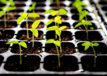 Se construirán ocho plantas de cultivo de semillas en Ucrania.