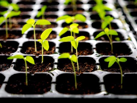 Eight seed breeding plants will be constructed in Ukraine.