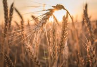 Світові ціни на пшеницю зросли через ескалацію напруженості між Росією та Україною.