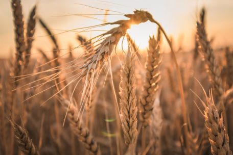 Мировые цены на пшеницу выросли из-за эскалации напряженности между Россией и Украиной.