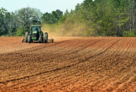 La región de Kirovohrad plantó más cebada, guisantes y colza que el año pasado.