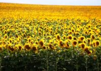 Ukraine will export one million tons of sunflower seed in the first half of this year.