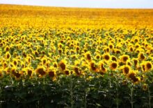 Ukraine will export one million tons of sunflower seed in the first half of this year.