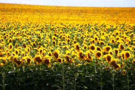Ukraina w pierwszej połowie tego roku wyeksportuje milion ton słonecznika.