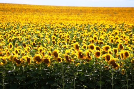 Ucrania exportará un millón de toneladas de semillas de girasol en la primera mitad de este año.