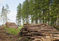 Se reformará la industria forestal de Ucrania.