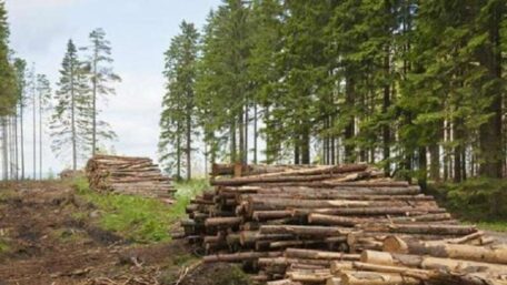 L’industrie forestière ukrainienne va être réformée.