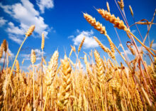 The latest Russian aggression has led to a jump in wheat prices.