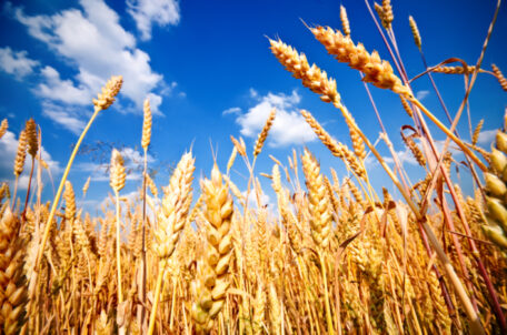 The latest Russian aggression has led to a jump in wheat prices.