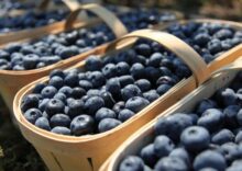 Ukraine exported a record volume of blueberries this year.
