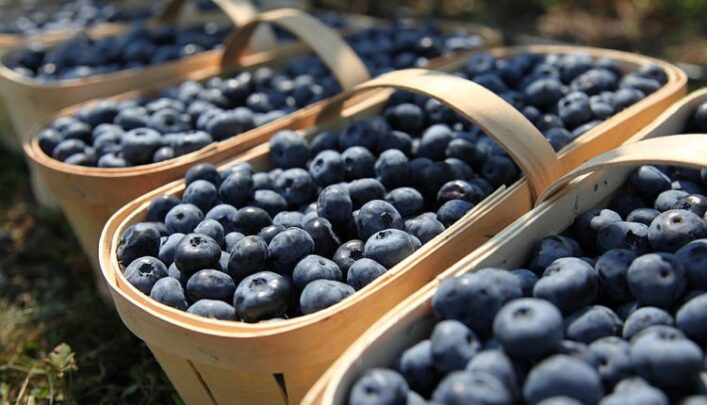 Ukraine exported a record volume of blueberries this year.