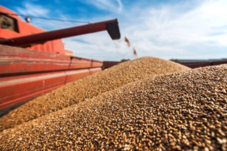 Wycofanie się Rosji z porozumienia zbożowego spowodowało wzrost cen pszenicy.