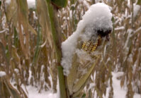 Un tercio de la cosecha de maíz de Ucrania sigue en pie en los campos cuando llega el invierno.
