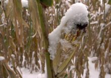 Unharvested corn is still in Ukrainian fields, and its quality is deteriorating daily.