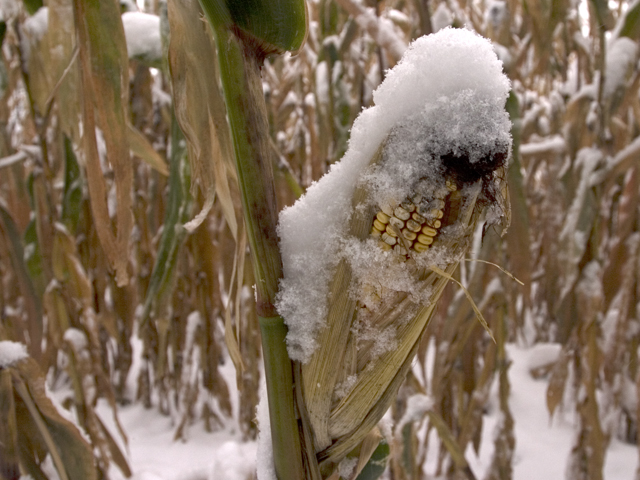 A third of Ukraine’s corn crop still stands in fields as winter sets in.