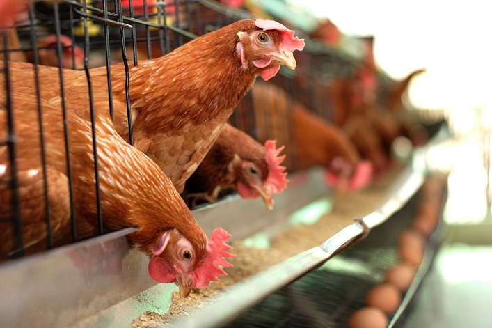 Losses from the destruction of Ukraine’s largest poultry farm are estimated at $330M.