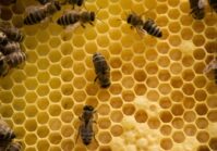 Serbia y Canadá han abierto sus mercados para las abejas y las grasas extraídas.