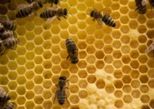 Serbia and Canada have opened their markets for bees and rendered fats.