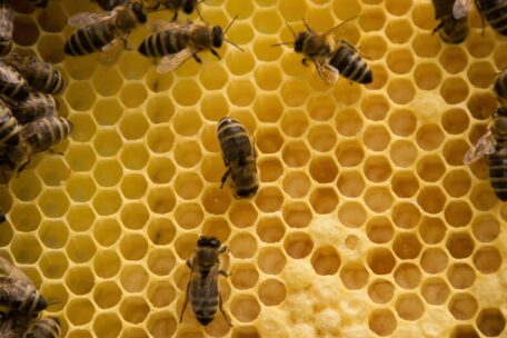 Serbien und Kanada haben ihre Märkte für Bienen und ausgeschmolzene Fette geöffnet.