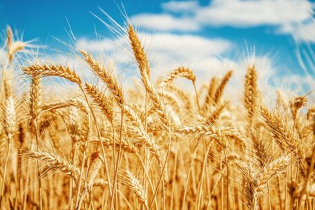 Мінсільгосп США підвищило експортний прогноз для української пшениці та кукурудзи.