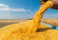 Les États-Unis ont revu à la hausse les prévisions d'exportation de maïs ukrainien.