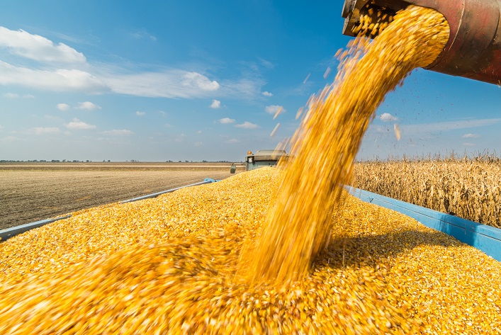 The US has increased the forecast for the export of Ukrainian corn.
